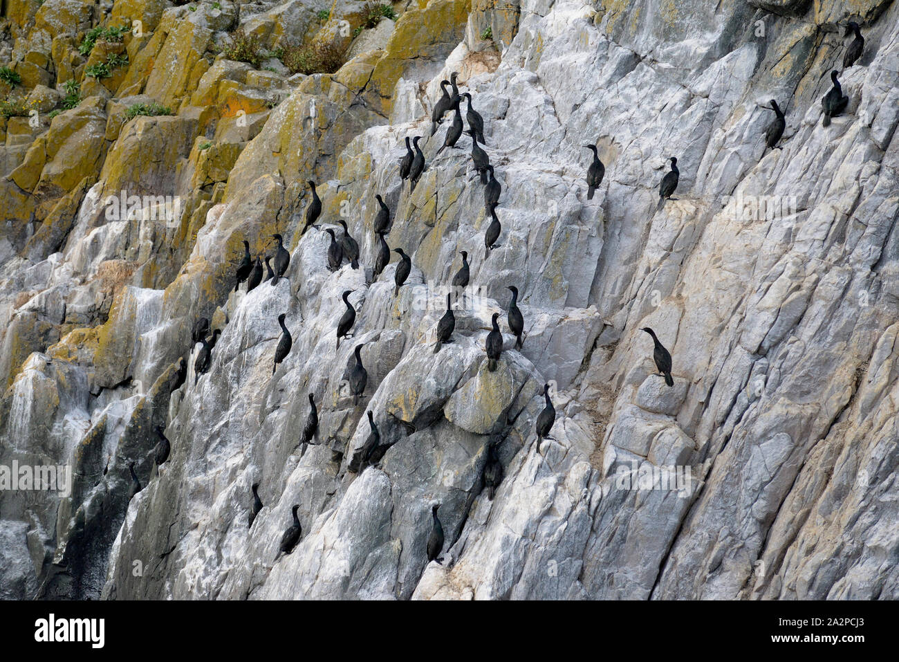 Pelagic cormorants on Mitenatch Island. Stock Photo