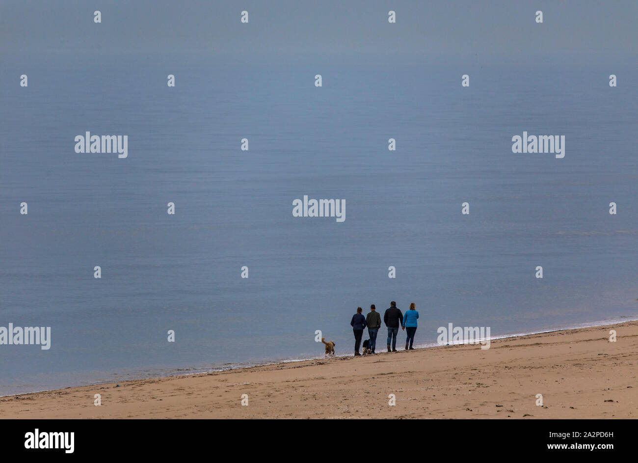 People walk on a sandy beach, walk with dogs, Stock Photo
