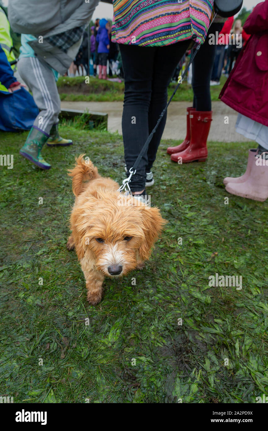 Wet dog on a lead at the Dragon Boat Race 2019 in aid of St Rocco's Hospice, held at Warrington Rowing Club, Cheshire, England Stock Photo