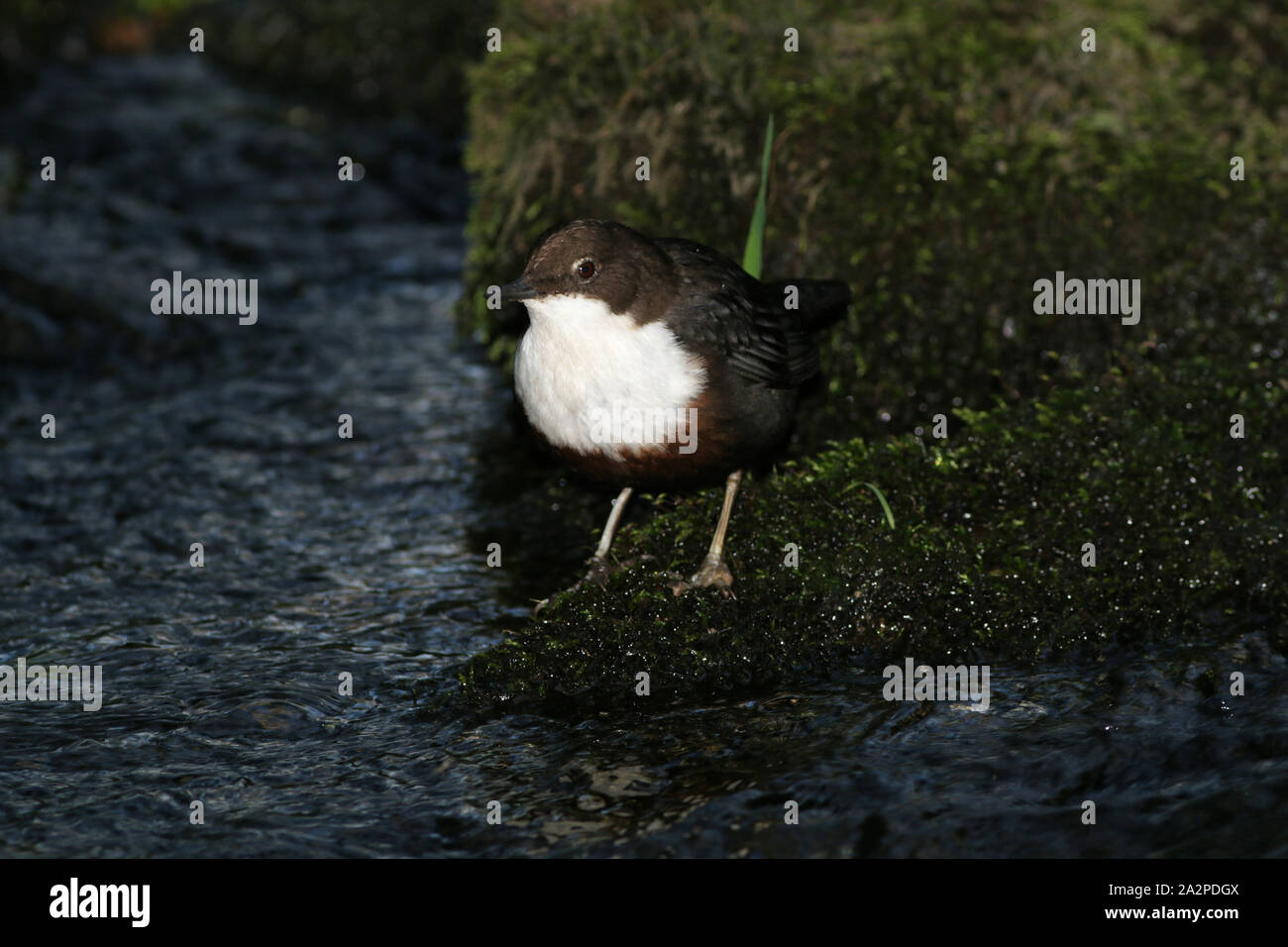 Dipper on the River Dove, Derbyshire Stock Photo