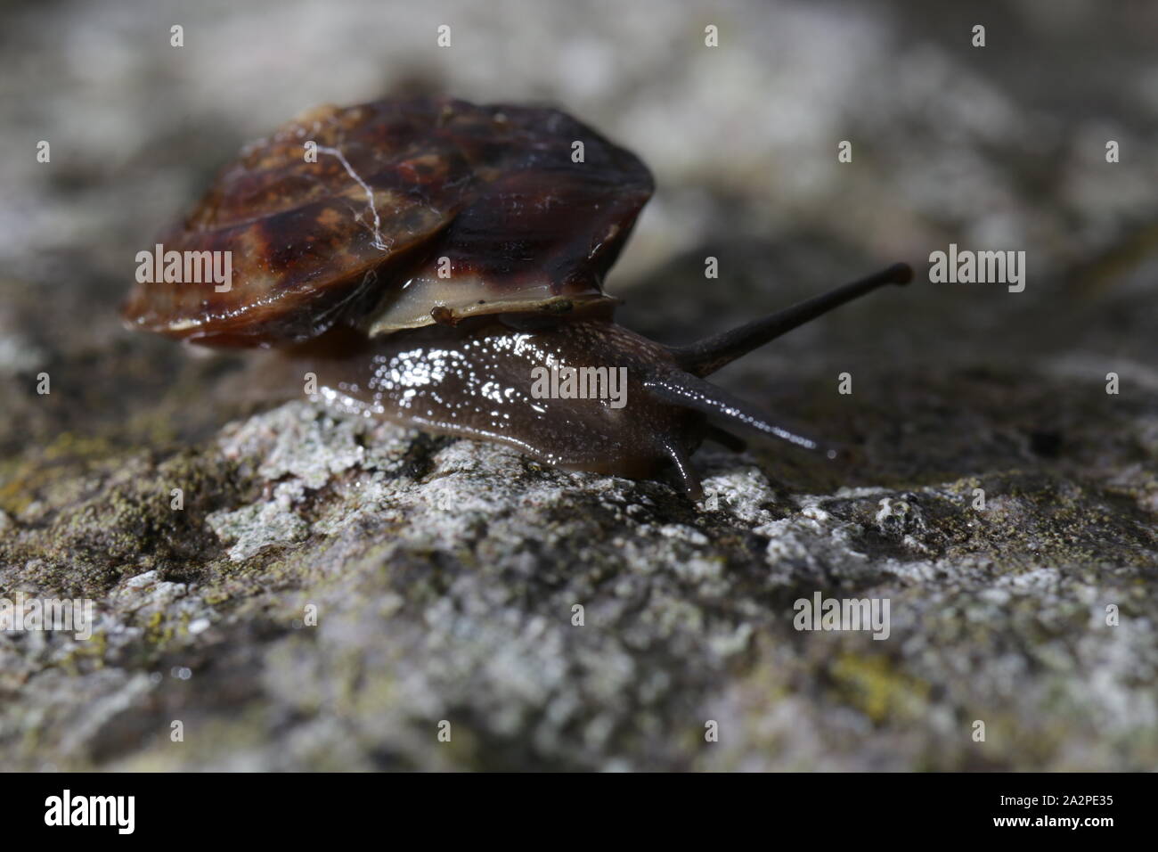 Lapidary snail on a stone wall Stock Photo