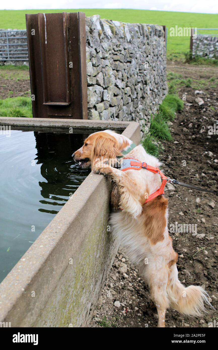Dog standing up to drink from a cattle trough Stock Photo