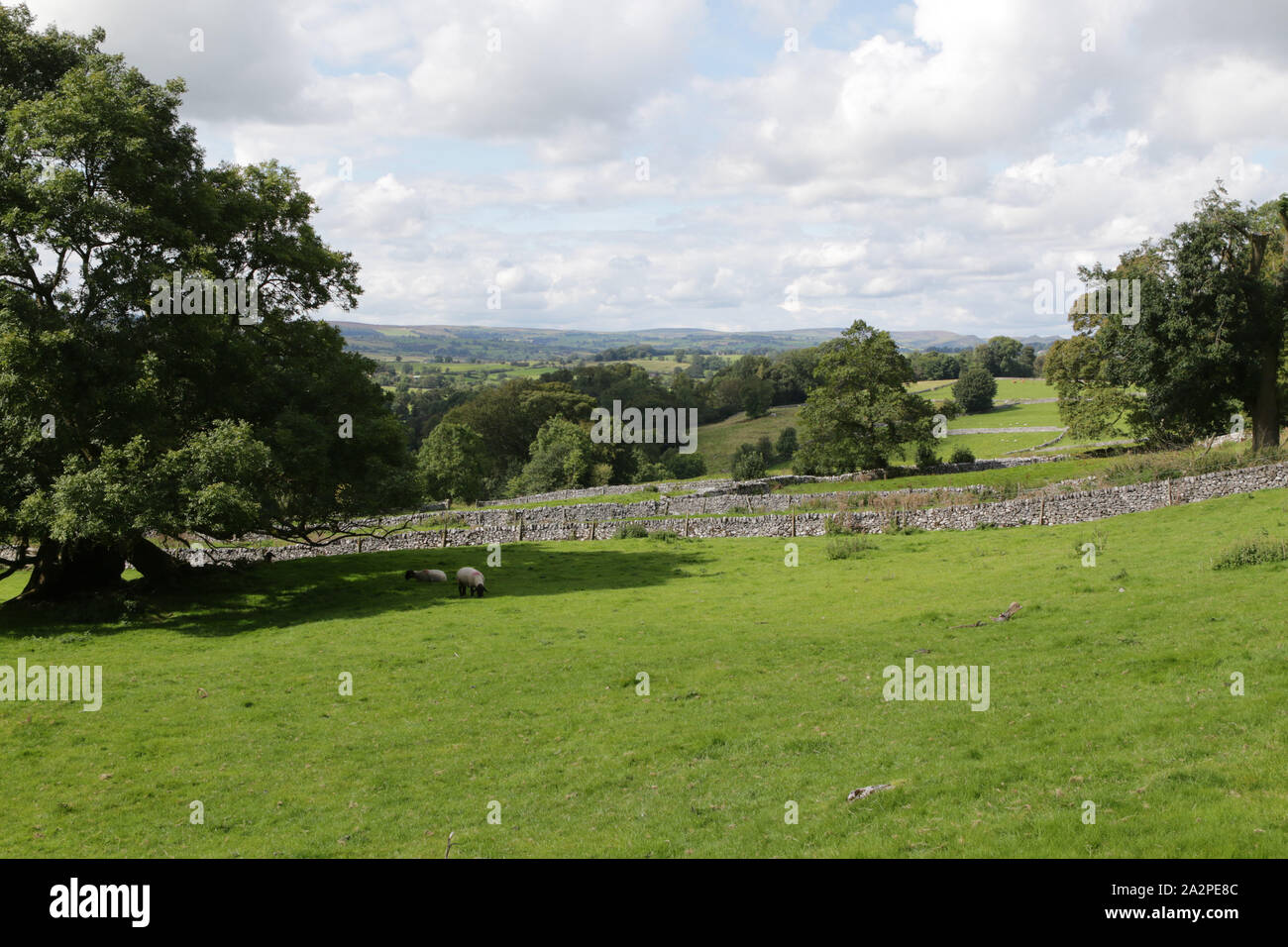 View across a dry stone walled field with sheep in Derbyshire Stock Photo