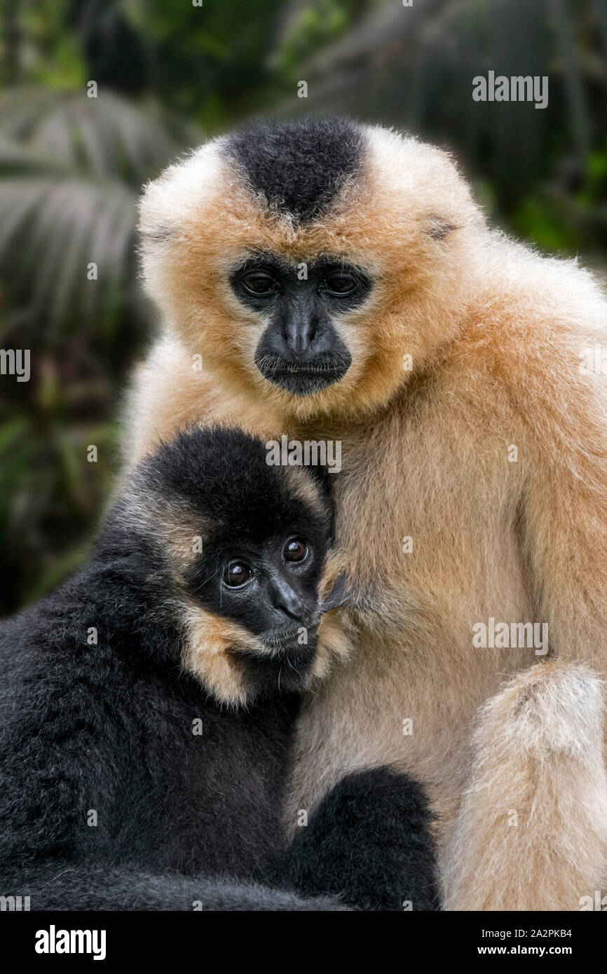 Yellow-cheeked gibbon / golden-cheeked crested gibbon (Nomascus gabriellae) female suckling young, native to Vietnam, Laos and Cambodia Stock Photo