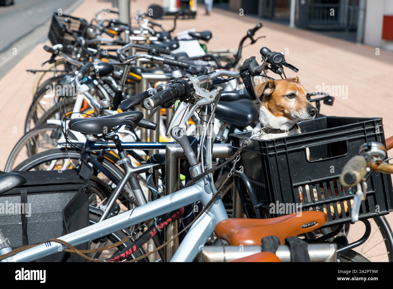 Downtown Rotterdam, Netherlands, bicycle parking, little dog sits in a basket on a bicycle and waits for his master, Stock Photo