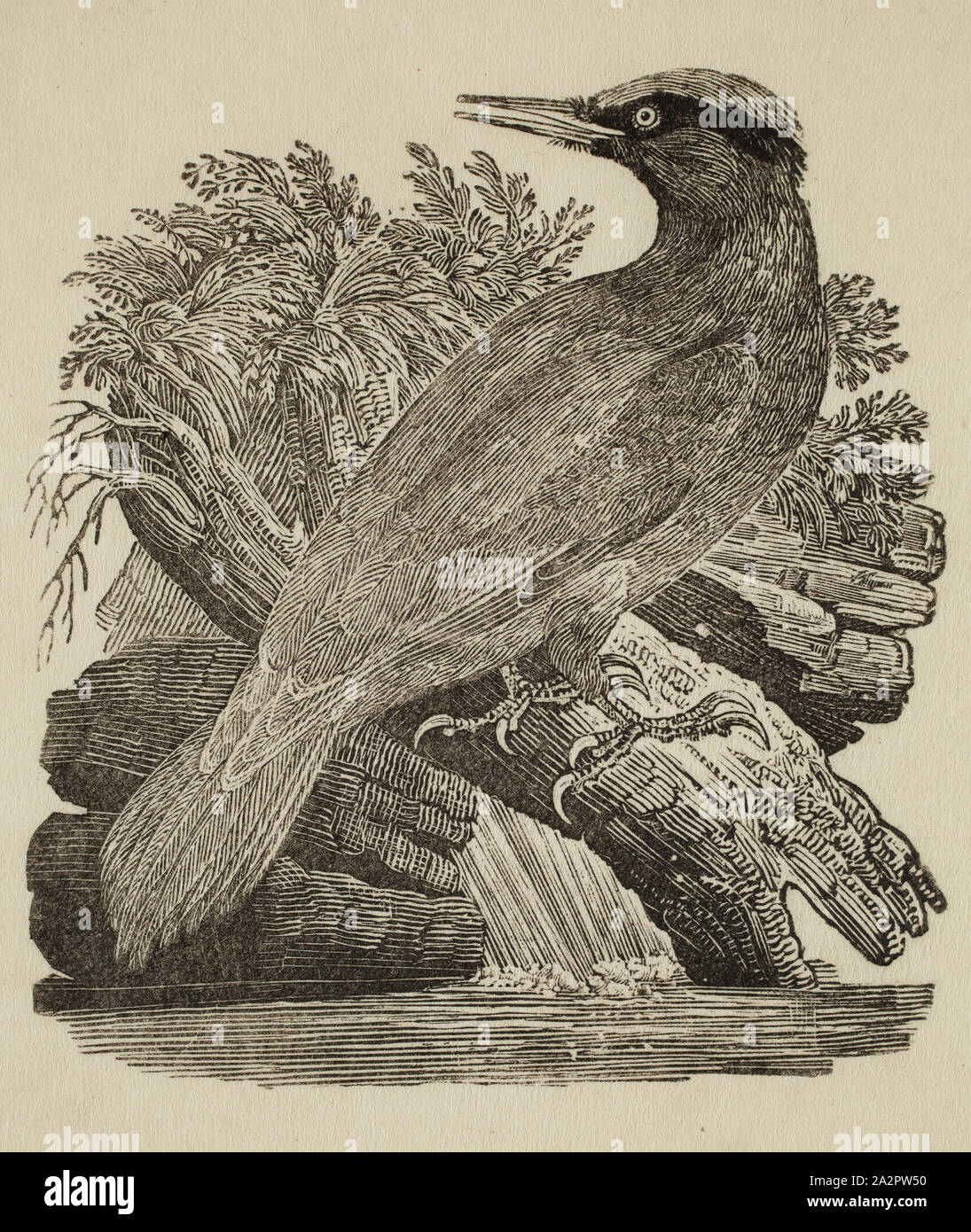 Thomas Bewick, English, 1753-1828, Bird Study, between 18th and 19th  century, wood engraving printed in black ink on japanese paper, Image: 3  1/8 × 2 3/4 inches (7.9 × 7 cm Stock Photo - Alamy