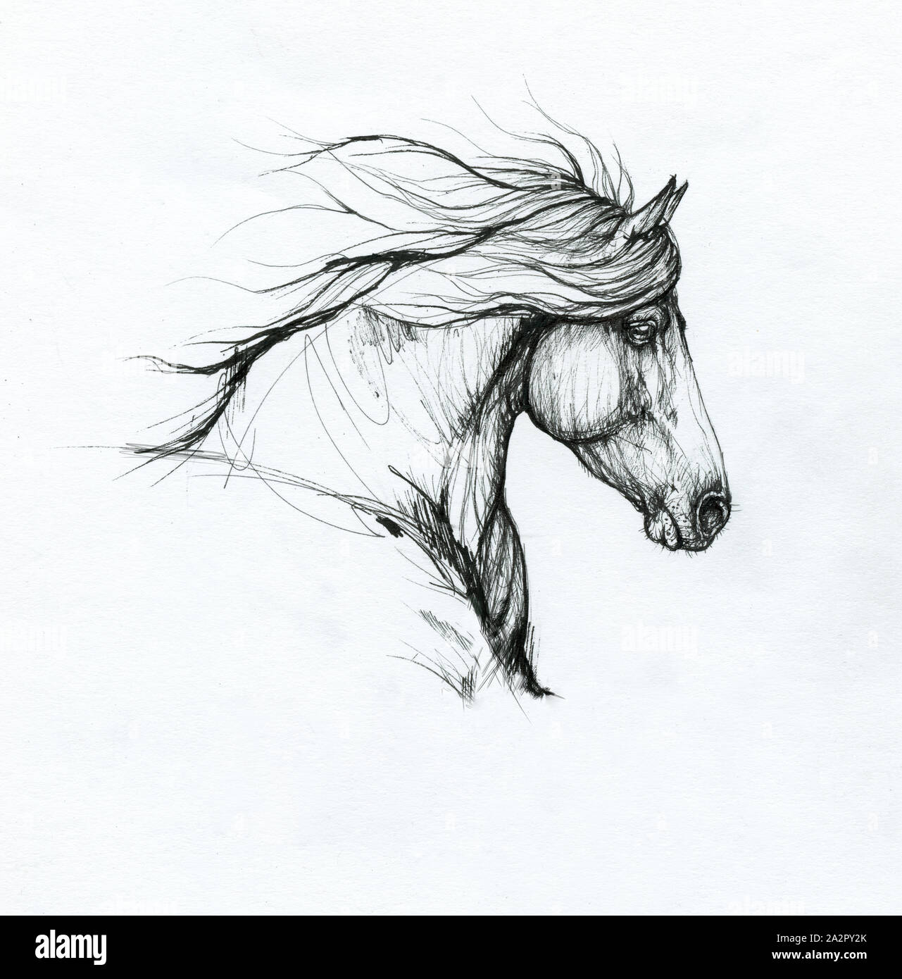 horse head drawing Stock Photo - Alamy