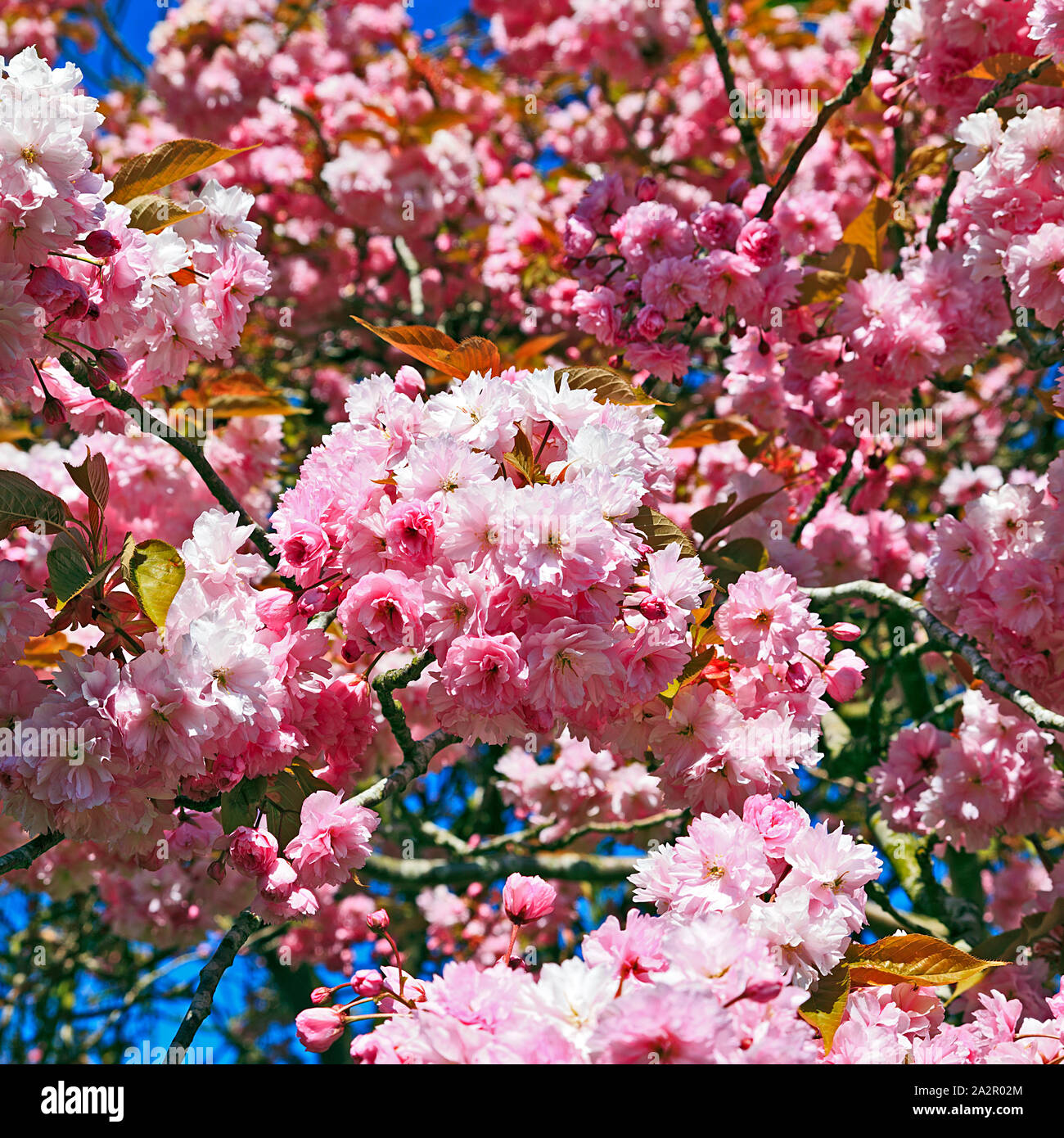 Pink Cherry Blossom Trees in Bloom in the churchyard of St Peter & St Paul's Church in Knapton village in Norfolk, England, UK Stock Photo
