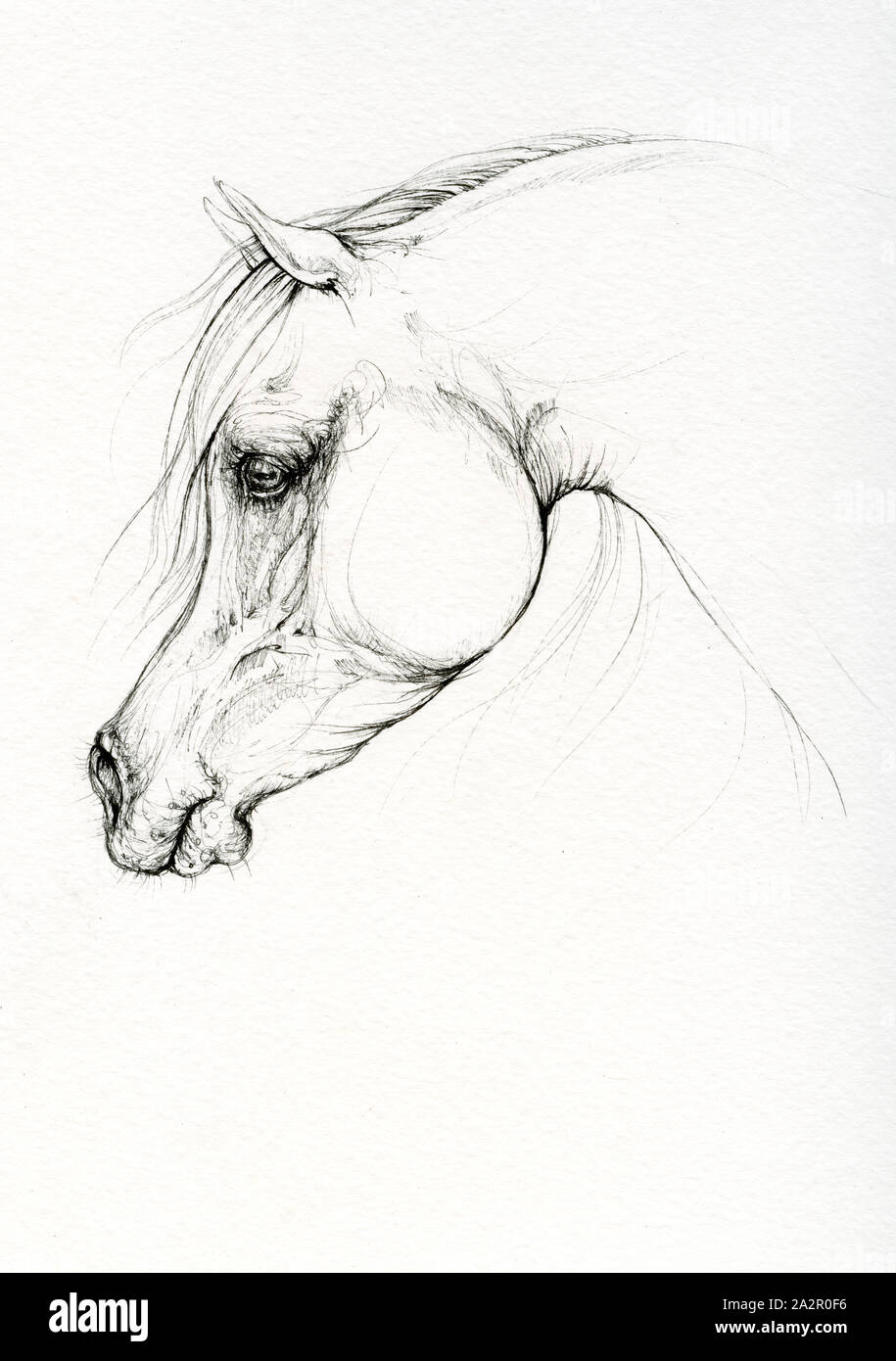 Arabian Horse Drawing 15 Canvas Print / Canvas Art by Ang El - Pixels  Canvas Prints