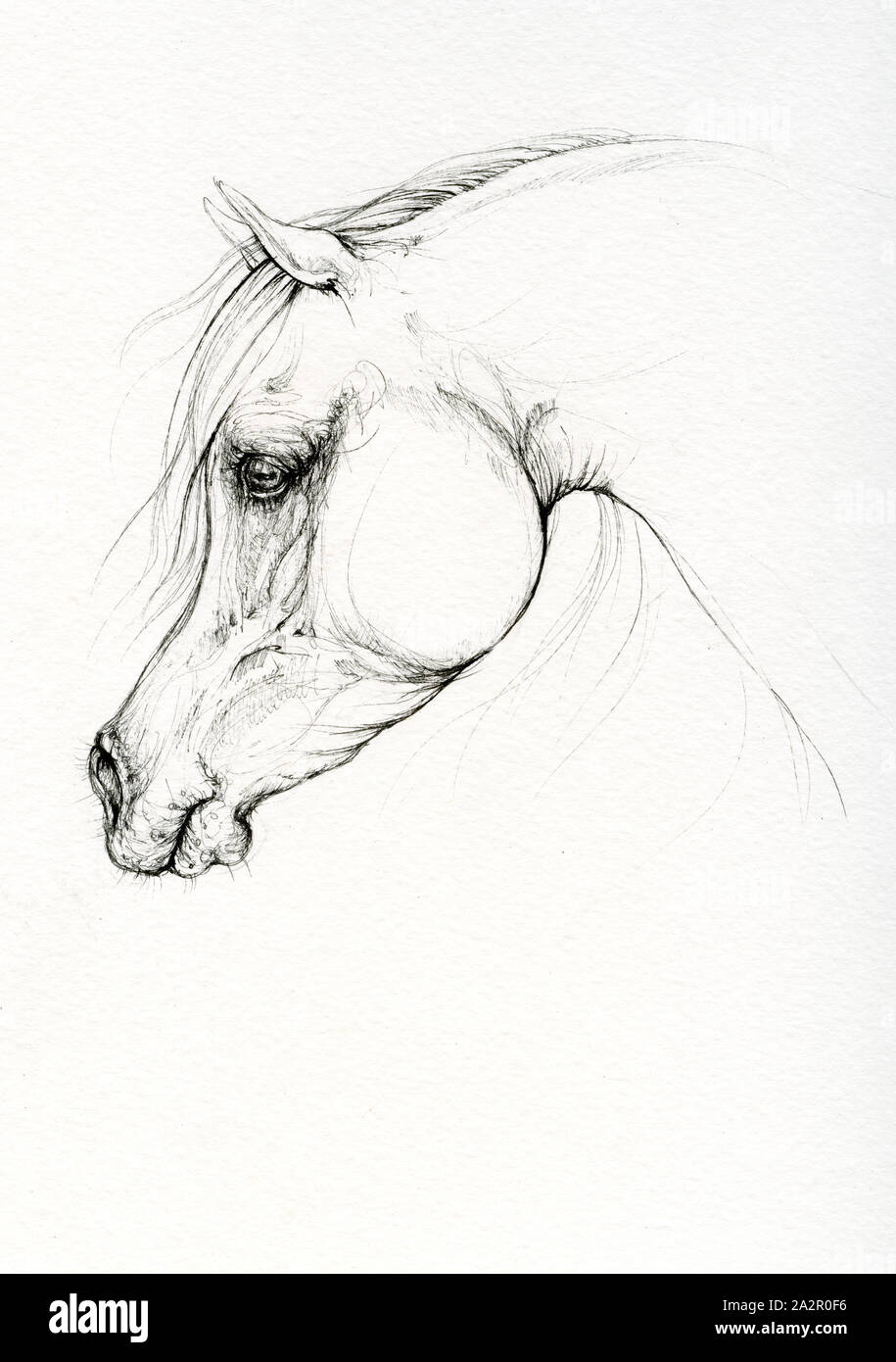 Arabian Horse Head Drawings Matted Print Arabian Horse Grace