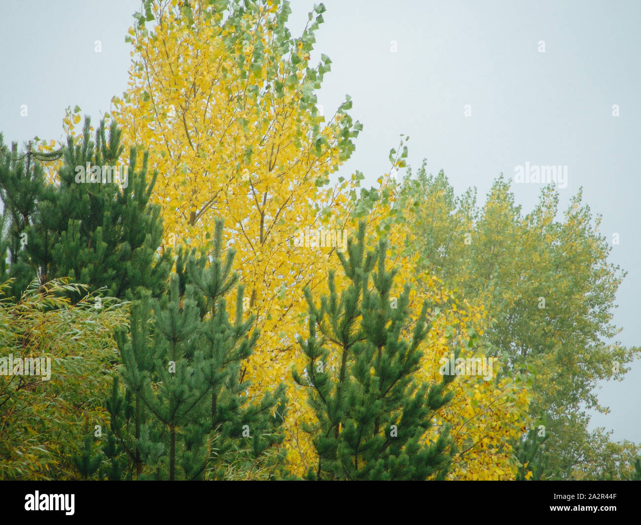 Autumn forest with trees with green and yellow leaves Stock Photo - Alamy