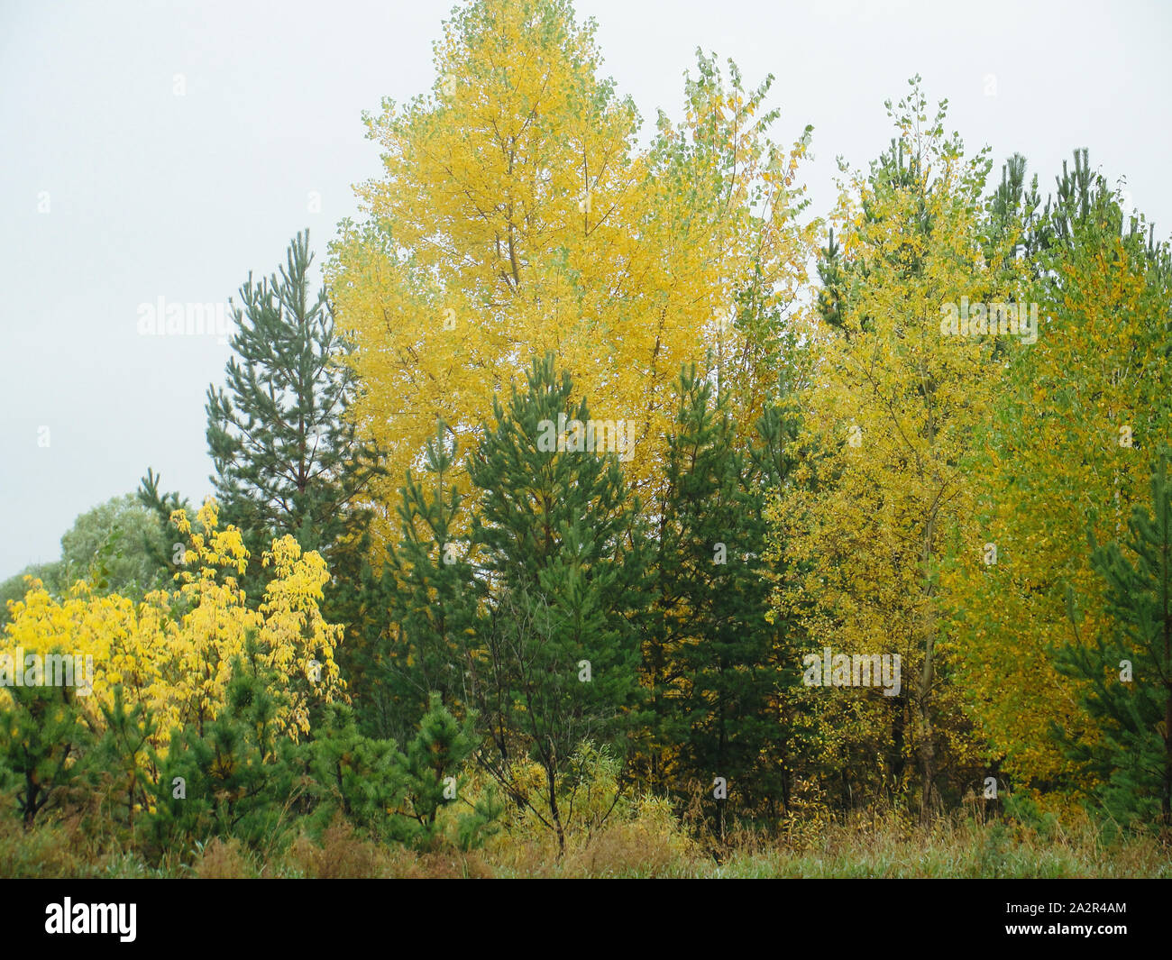 Autumn forest and trees with green and yellow leaves Stock Photo - Alamy
