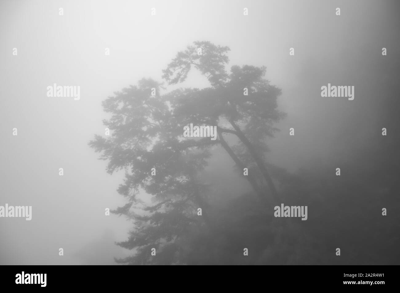 Scary horror tree in dark foggy forest. Horror, mysterious, fantasy atmosphere. Misty landscape, moody. Halloween background. Black and white photography. Stock Photo