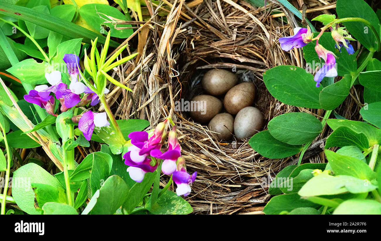 Blue-headed wagtail or Yellow Wagtail (Motacilla flava thunbergi) nest on seaside meadow between Beach pea (Lathyrus japonicus). Horsehair is used for Stock Photo