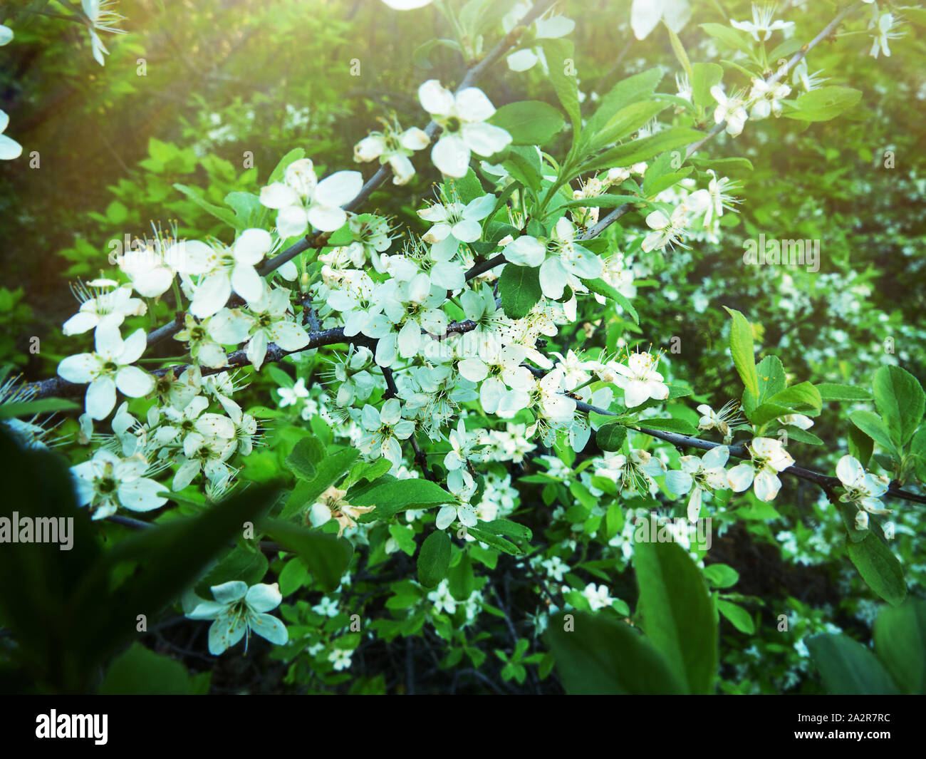 Wild cherrytree - Gean (Prunus avium) of steppe variety from the forest-steppe in the middle reaches of the Volga river, material for selection in fru Stock Photo