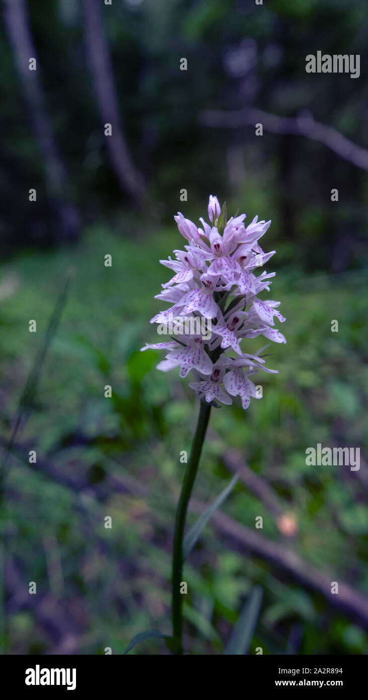 Common spotted orchid (Dactylorhiza fuchsii) on the edge of the Northern forest, lake Ladoga, Russia Stock Photo