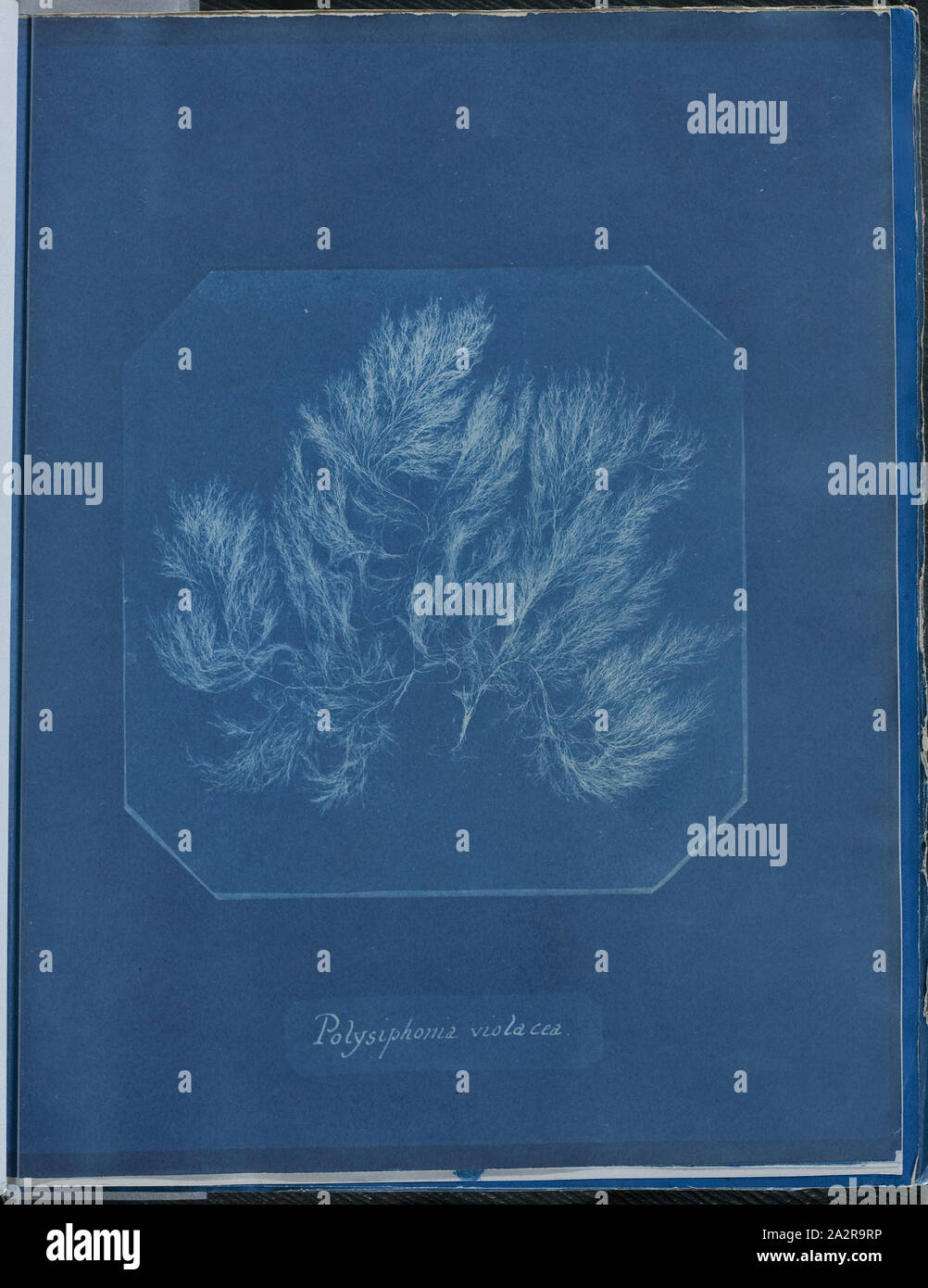 Anna Atkins, English, 1797-1871, Polysiphonia violacea, 1843 or 1844, cyanotype, Page: 10 3/8 × 8 1/8 inches (26.4 × 20.6 cm Stock Photo