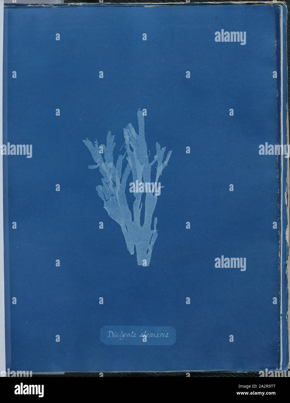Anna Atkins, English, 1797-1871, Dictyota atomaria, 1843 or 1844, cyanotype, Page: 10 3/8 × 8 1/8 inches (26.4 × 20.6 cm Stock Photo