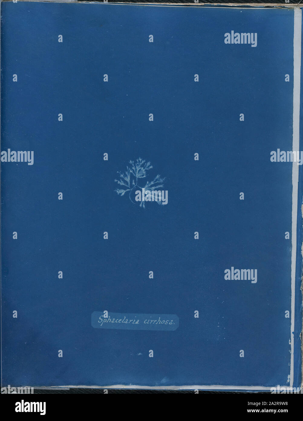 Anna Atkins, English, 1797-1871, Sphacelaria cirrhosa, 1843 or 1844, cyanotype, Page: 10 3/8 × 8 1/8 inches (26.4 × 20.6 cm Stock Photo