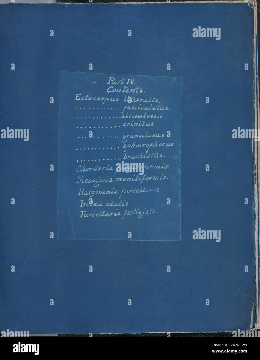 Anna Atkins English 1797 1871 Part Iv Contents Table Of