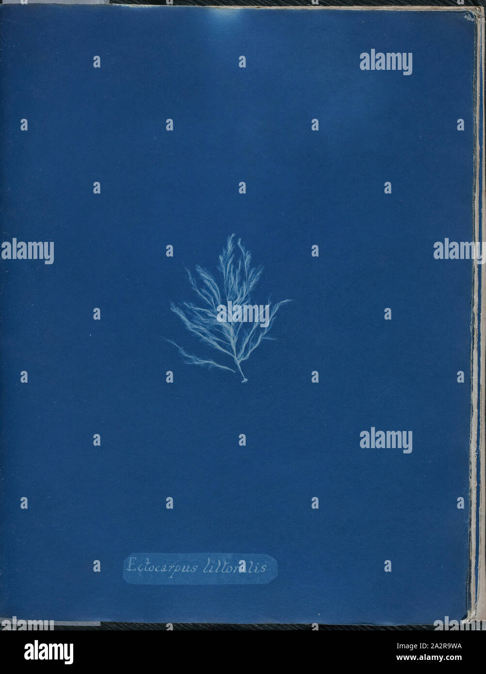 Anna Atkins, English, 1797-1871, Ectocarpus littoralis, 1843 or 1844, cyanotype, Page: 10 3/8 × 8 1/8 inches (26.4 × 20.6 cm Stock Photo