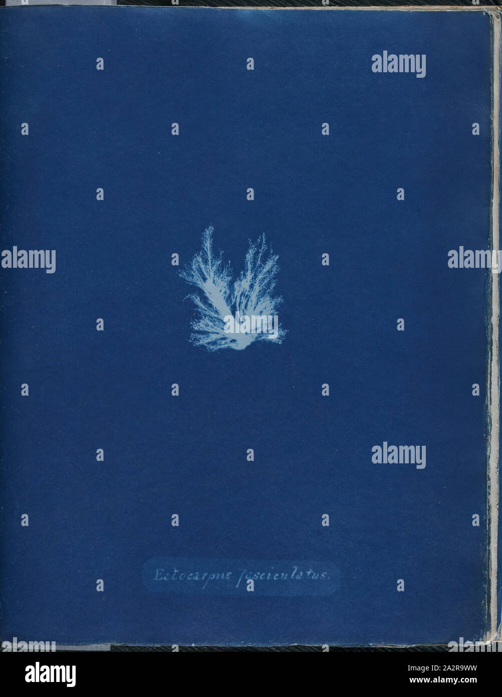 Anna Atkins, English, 1797-1871, Ectocarpus fasciculatus, 1843 or 1844, cyanotype, Page: 10 3/8 × 8 1/8 inches (26.4 × 20.6 cm Stock Photo