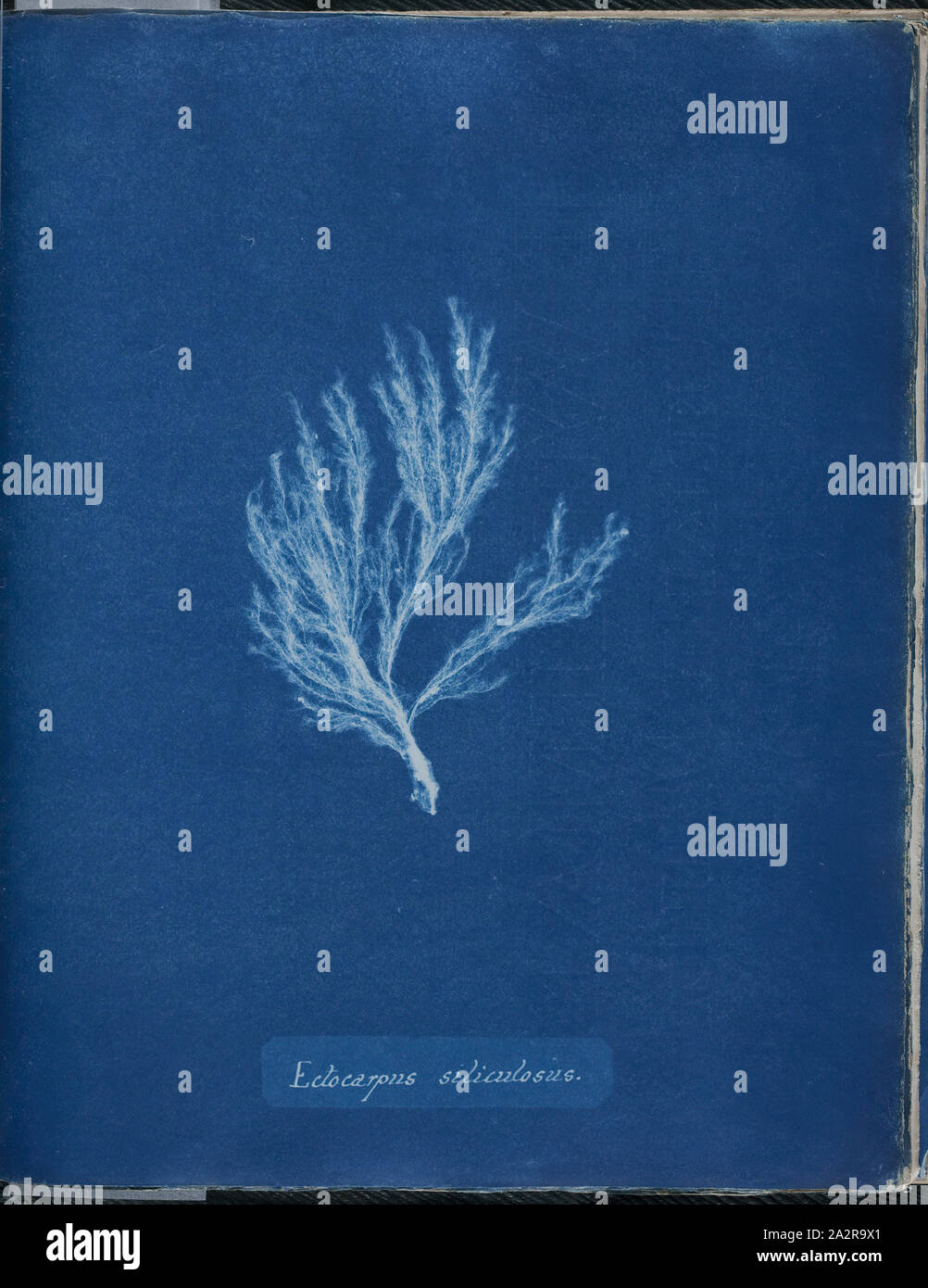 Anna Atkins, English, 1797-1871, Ectocarpus siliculosus, 1843 or 1844, cyanotype, Page: 10 3/8 × 8 1/8 inches (26.4 × 20.6 cm Stock Photo