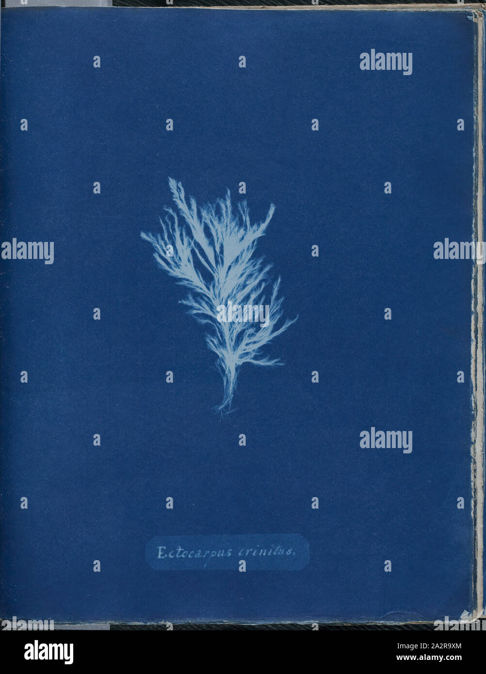 Anna Atkins, English, 1797-1871, Ectocarpus crinitus, 1843 or 1844, cyanotype, Page: 10 3/8 × 8 1/8 inches (26.4 × 20.6 cm Stock Photo