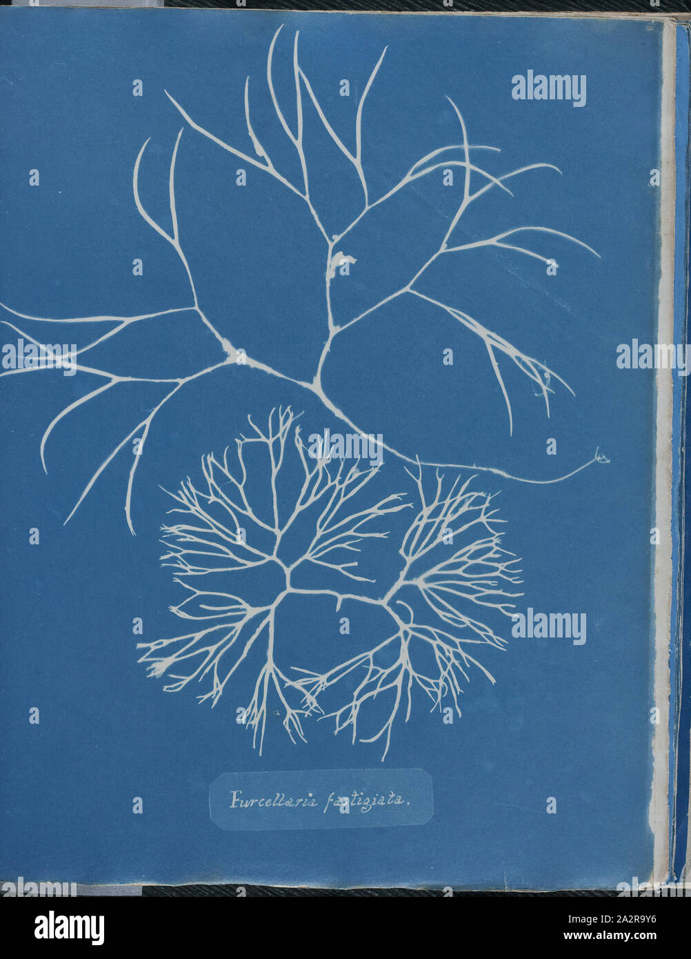 Anna Atkins, English, 1797-1871, Furcellaria fastigiata, 1843 or 1844, cyanotype, Page: 10 3/8 × 8 1/8 inches (26.4 × 20.6 cm Stock Photo