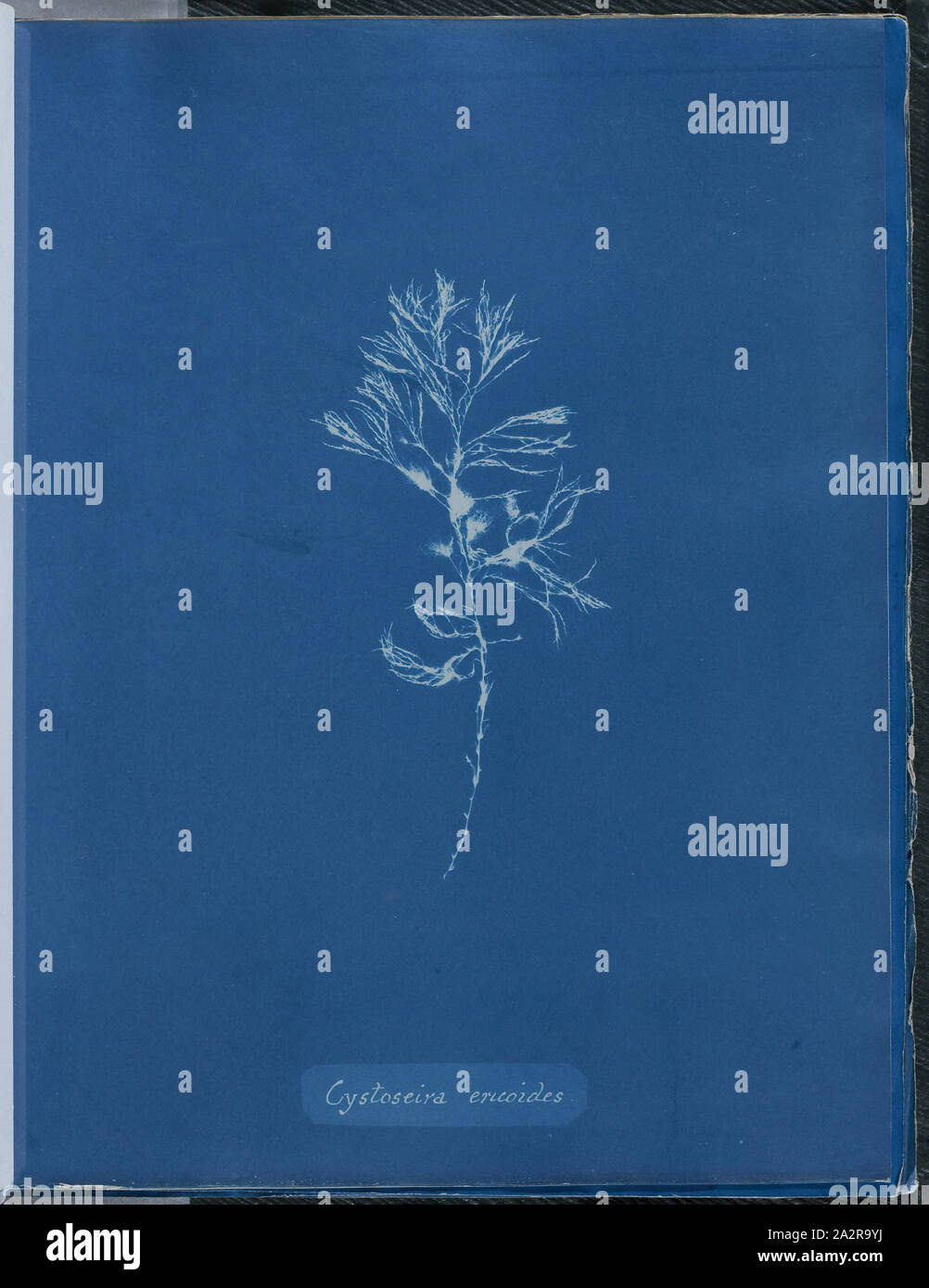 Anna Atkins, English, 1797-1871, Cystoseira ericoides, 1843 or 1844, cyanotype, Page: 10 3/8 × 8 1/8 inches (26.4 × 20.6 cm Stock Photo