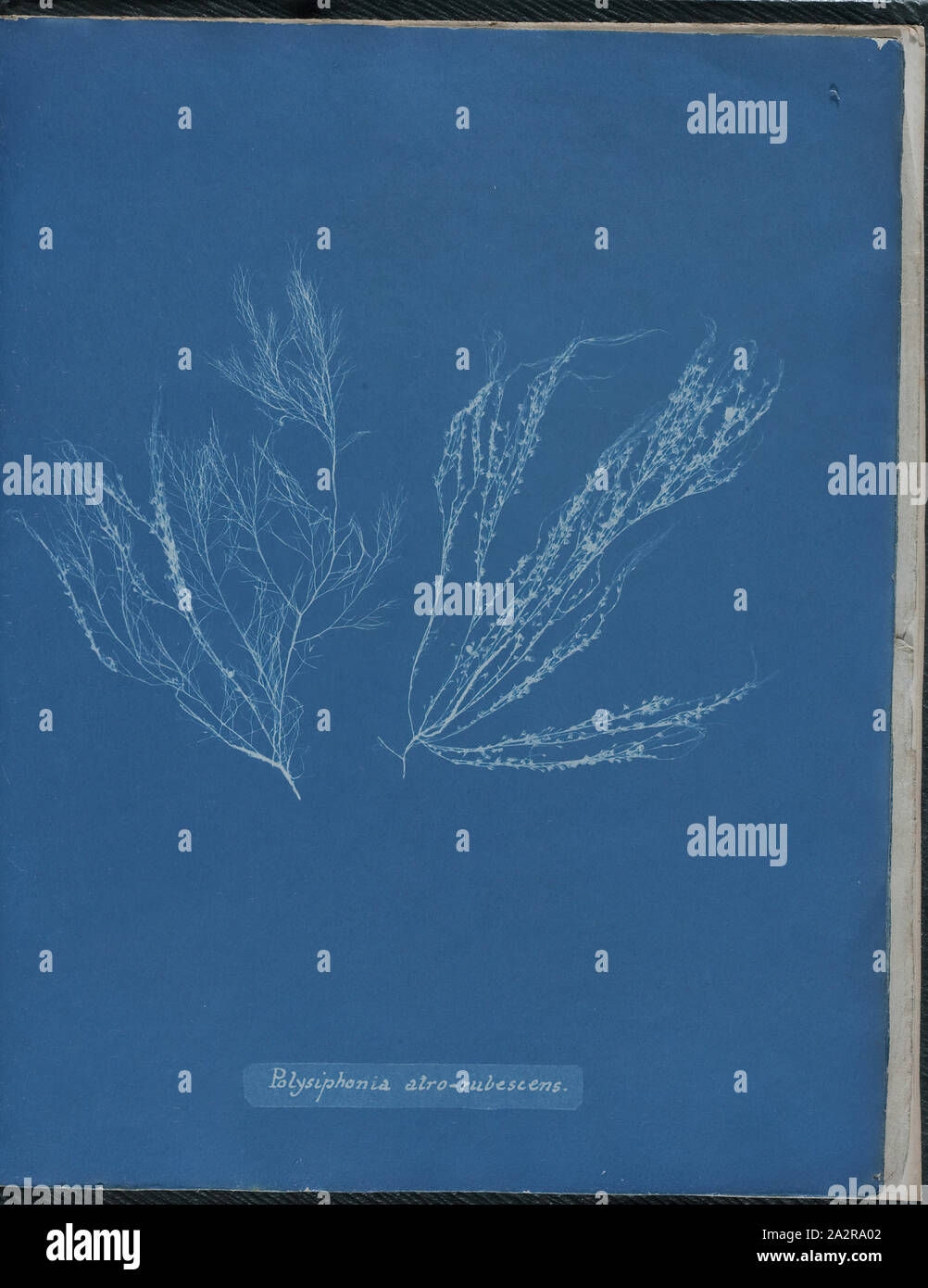 Anna Atkins, English, 1797-1871, Polysiphonia atro-rubescens, 1843 or 1844, cyanotype, Page: 10 3/8 × 8 1/8 inches (26.4 × 20.6 cm Stock Photo
