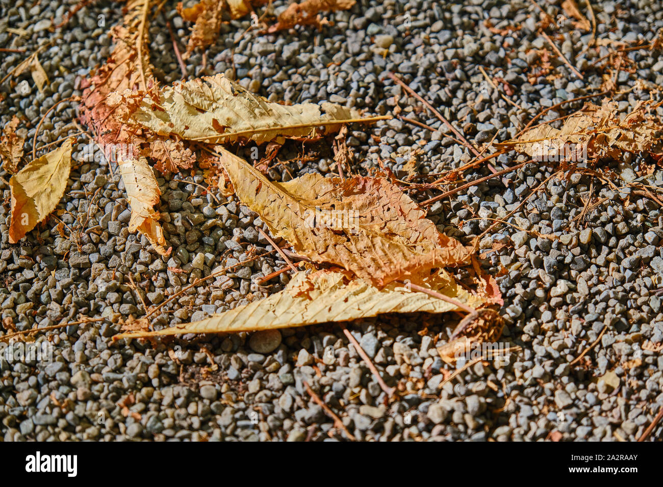 High angle of maple leaves hi-res stock photography and images - Alamy