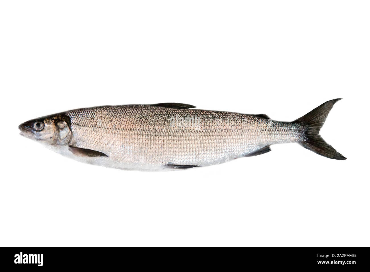 Whitefish (Coregonus lavaretus) - very polymorphic species of fish. Form from East part Gulf of Finland, Baltic sea. Fish isolated on white background Stock Photo