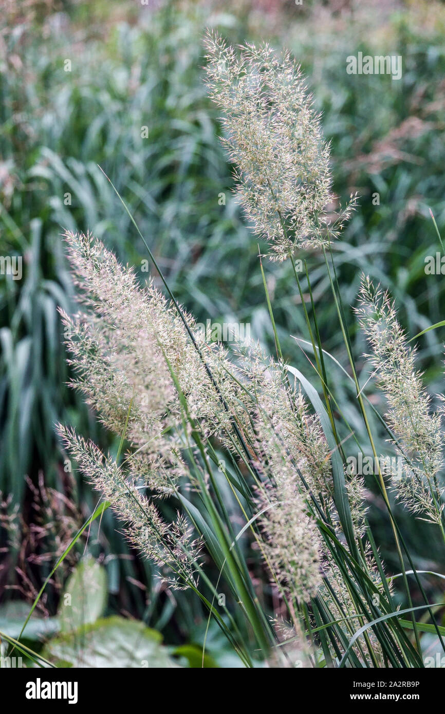Korean Feather Reed Grass Calamagrostis arundinacea Stock Photo Alamy