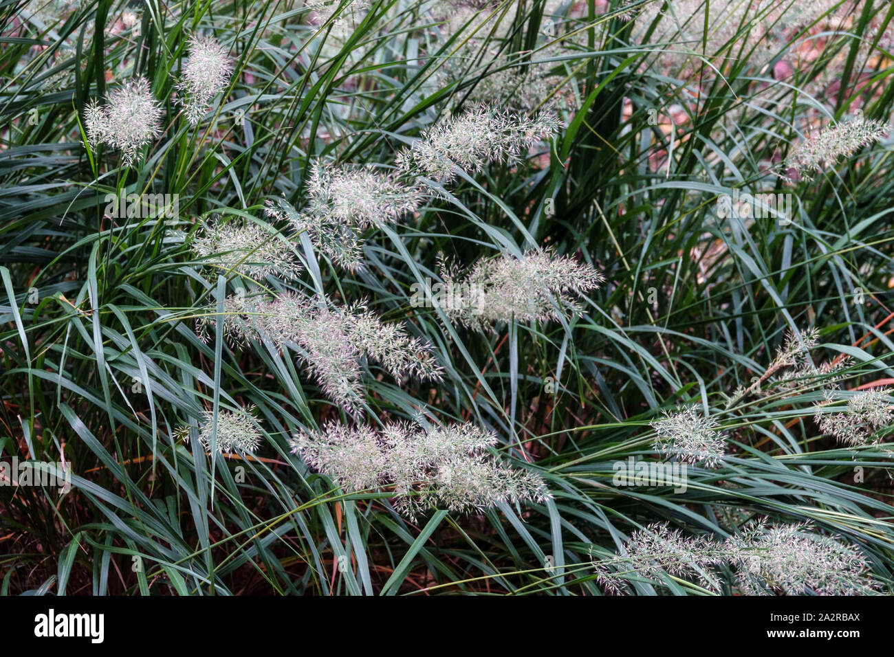 Korean Feather Reed Grass Calamagrostis arundinacea Ornamental grass, Flowers, Autumn, Garden, October, Plants Stock Photo