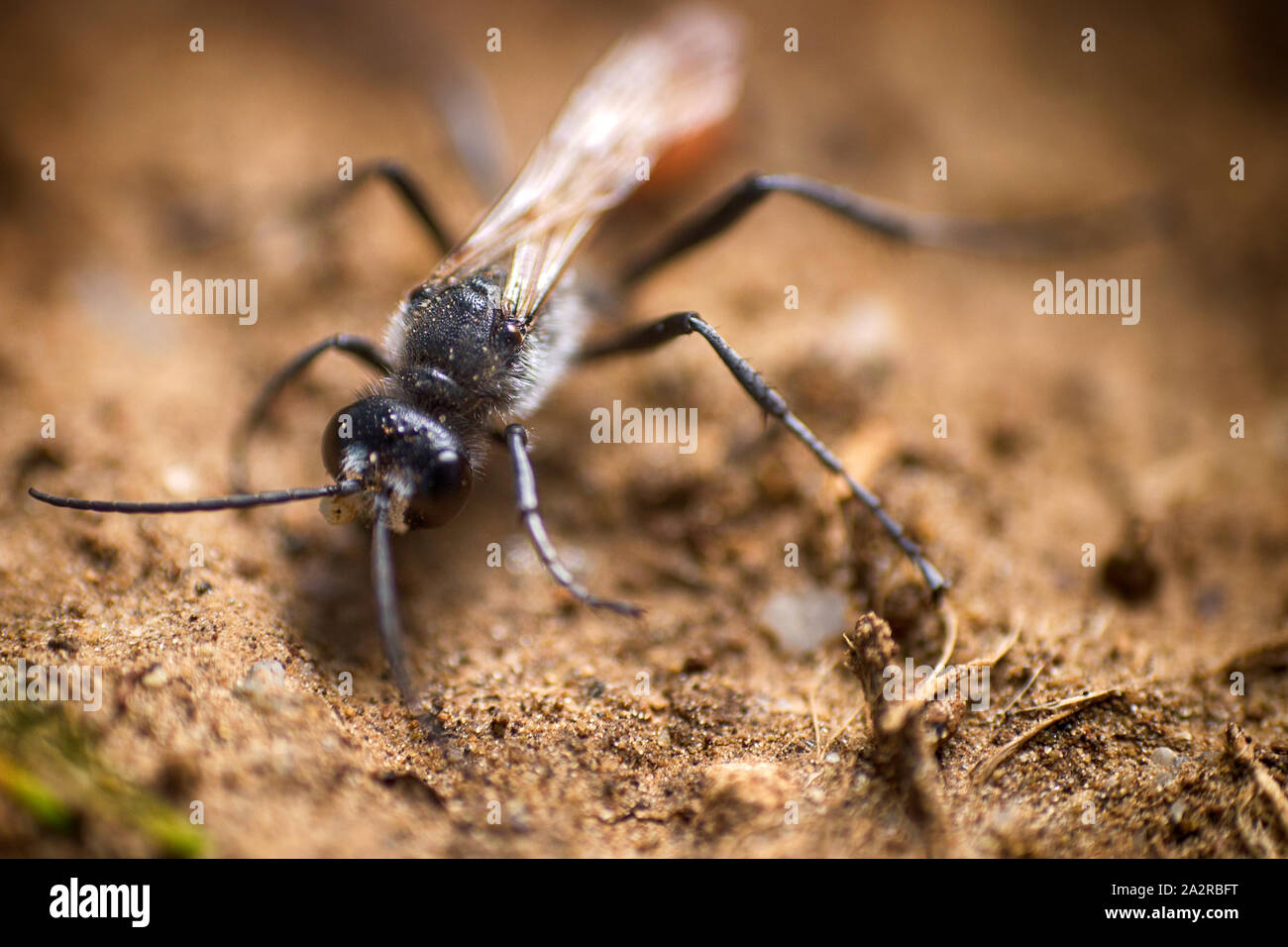 Sand-loving wasp (Larra anathema) in search of place to dig hole on sandy soil, destroys large Gryllotalpa witch harmful to agriculture, beneficial in Stock Photo