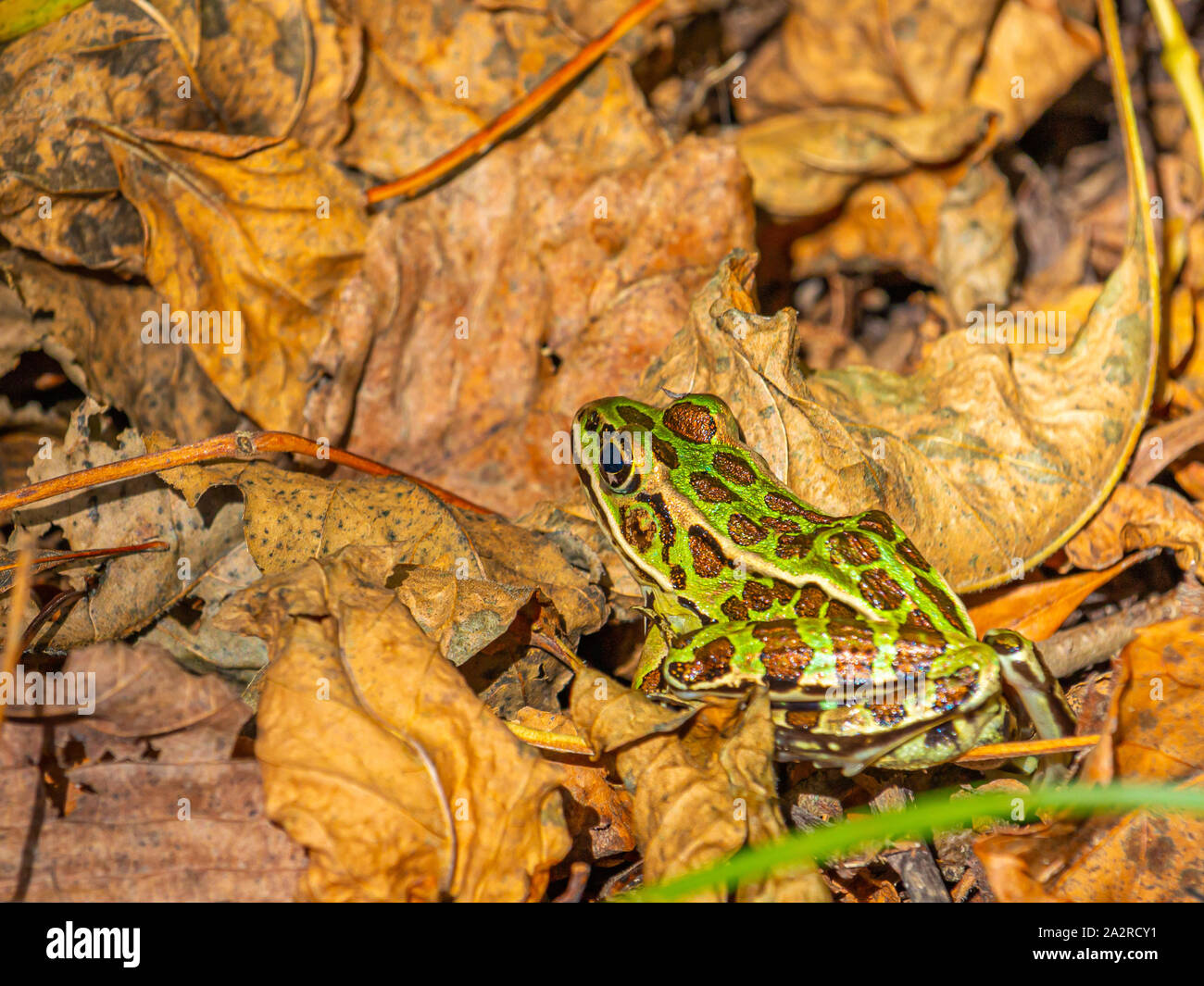 In the forest near a river, a green spotted northern leopard frog sits among autumn's fallen leaves. Stock Photo