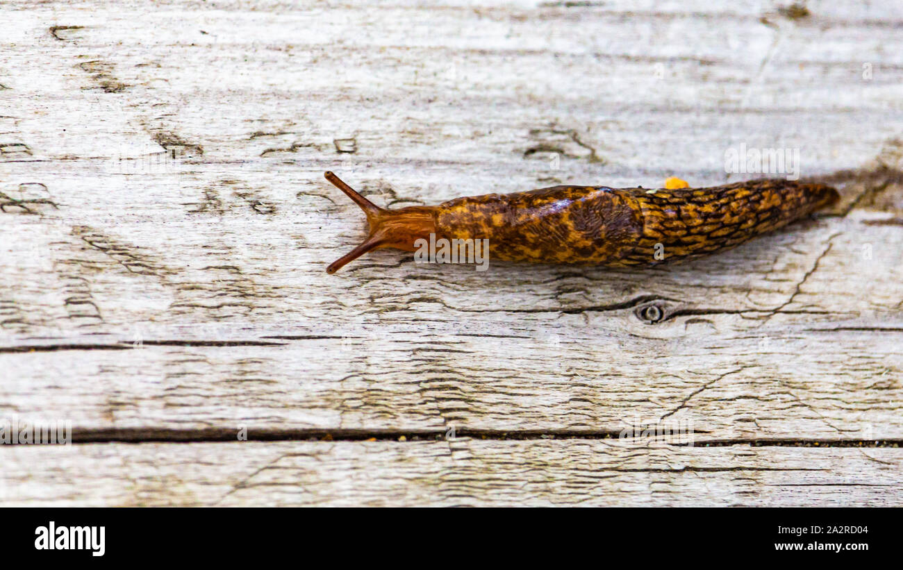 A grey field slug or milky slug (Deroceras reticulatum) crawls across light, dry wood. Stock Photo