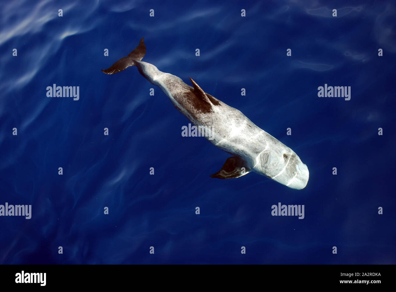 Risso's Dolphin (Grampus griseus) in the Red Sea Stock Photo