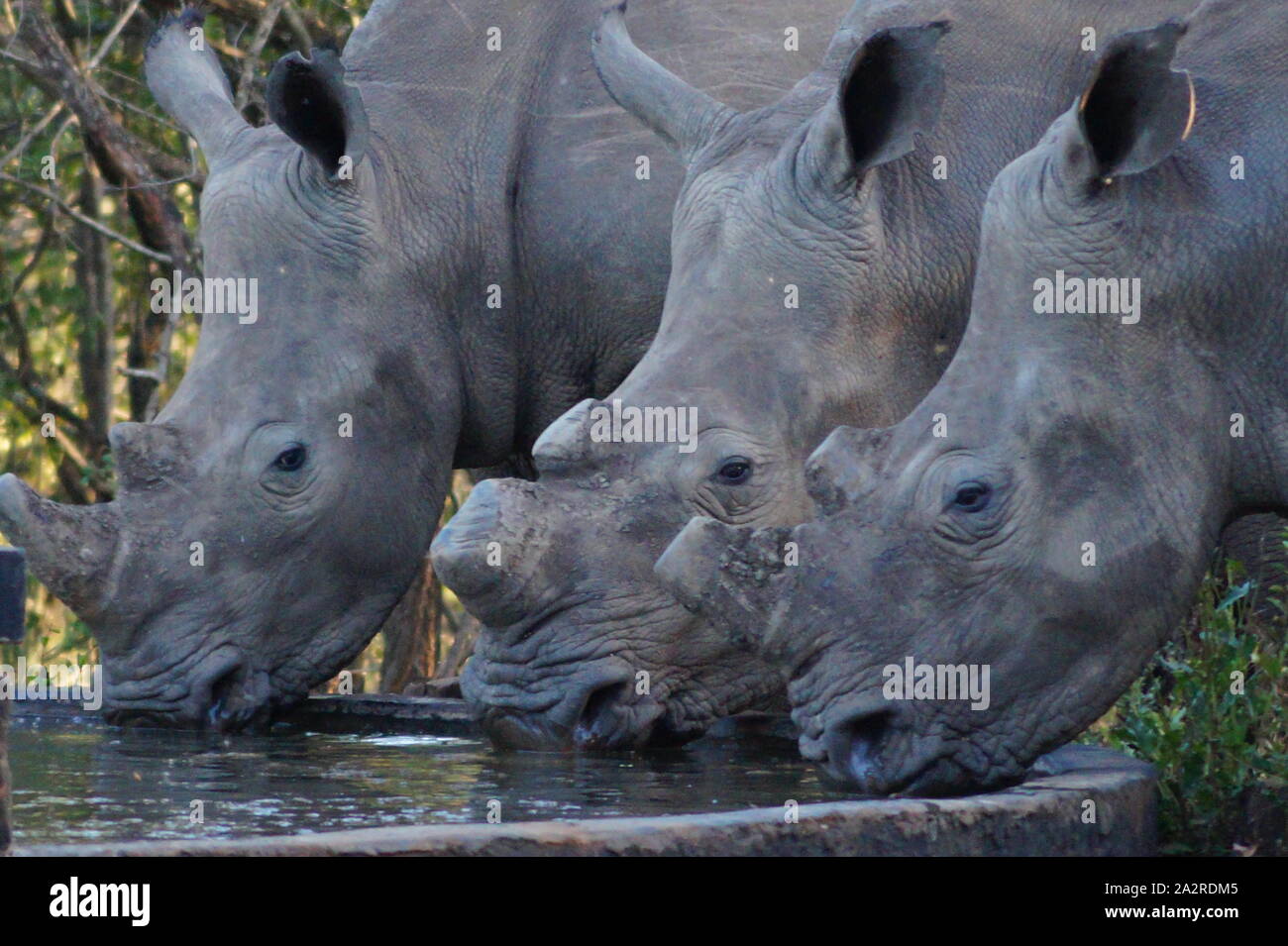 Three white rhinos in KwaZulu Natal, South Africa Stock Photo