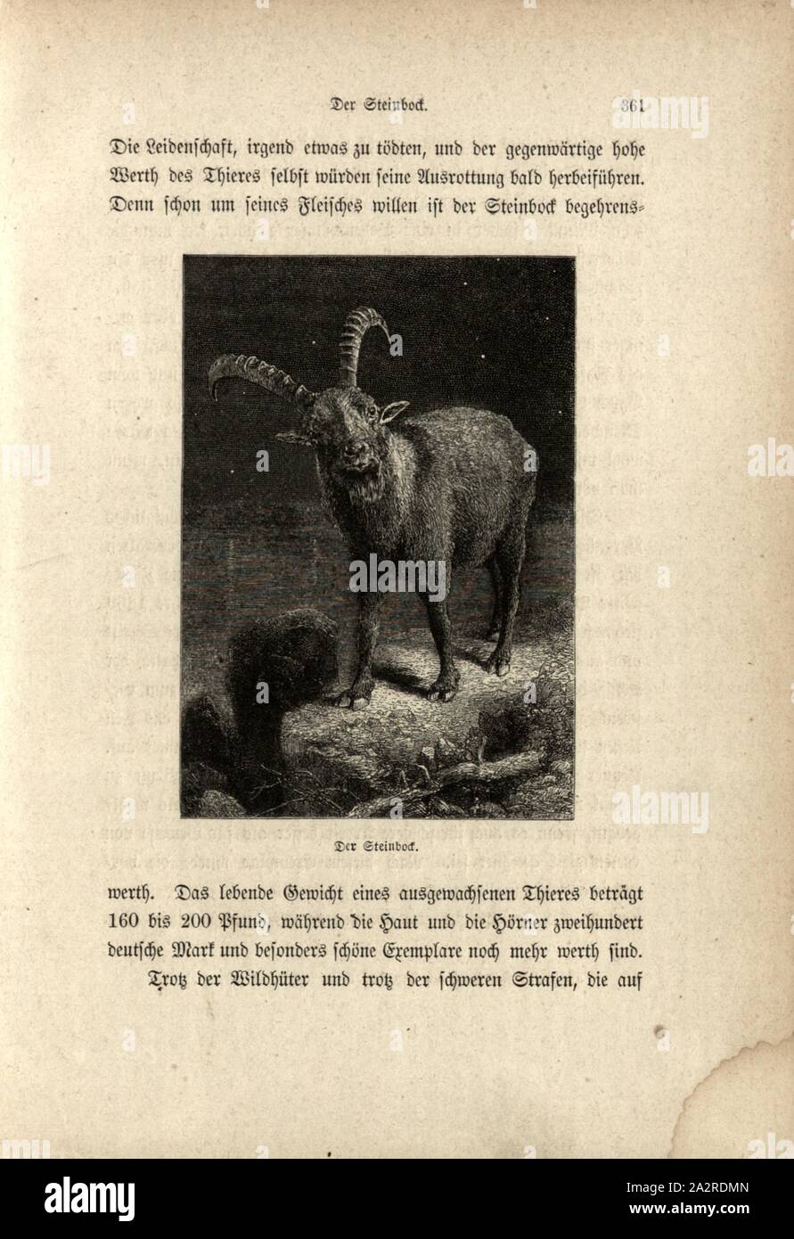 Capricorn, Signed: Whymper, wood engraving, p. 361 Stock Photo