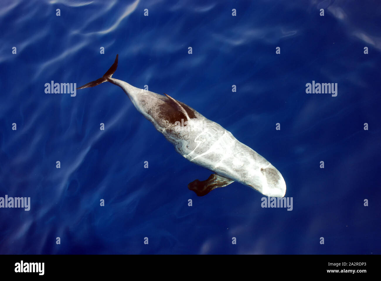 Risso's Dolphin (Grampus griseus) in the Red Sea Stock Photo