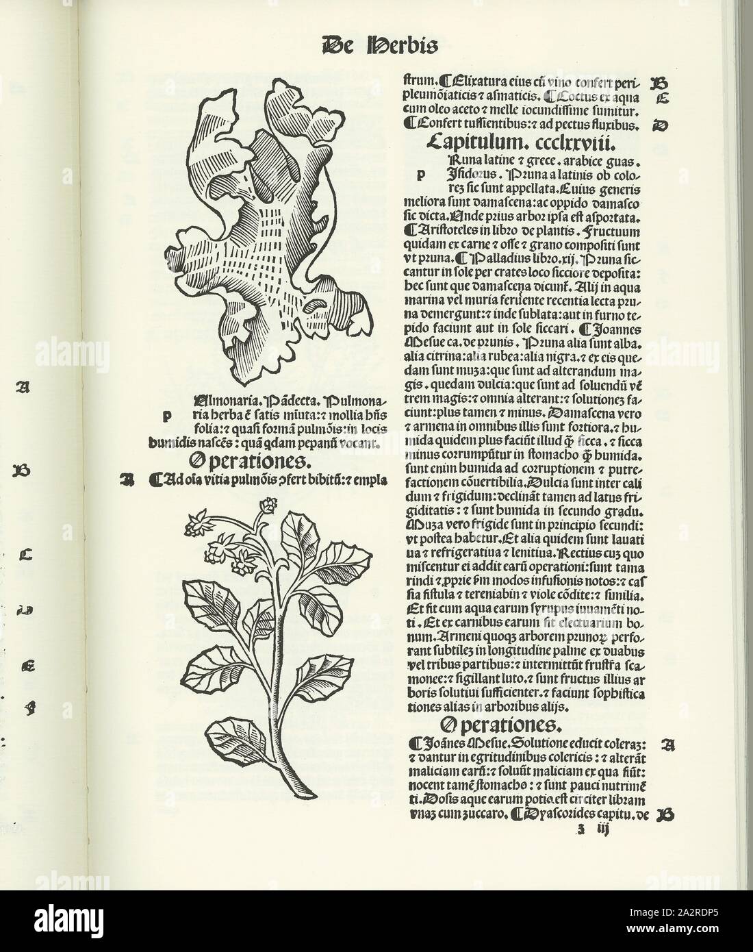 Speech, Medicinal plants, Fig. 6, 1511, Hortus sanitatis. Facsim. ed. Würzburg: Popp, 1978 Stock Photo