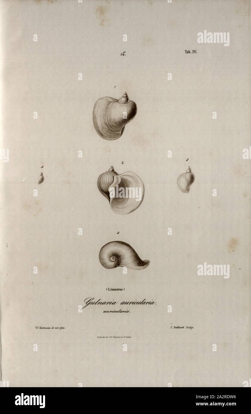 Gulnaria auricularia. auricularia Limnaeus, Snail species, Signed: W. Hartmann ad nat., pinx, C. Burkhardt Sculps, Printed by J. B. Scherrer, Tab. IV, 16, after p. 227, Hartmann, Wilhelm (ad. nat. pinx.); Burkhardt, Kaspar (sc.); Scherrer, J. B. (imp.); Scheitlin & Zollikofer (ed.), 1844, Wilhelm Hartmann: Erd- und Süsswasser-Gasteropoden der Schweiz: mit Zugabe einiger merkwürdigen exotischen Arten. St. Gallen: Verlag von Scheitlin und Zollikofer, 1844 Stock Photo