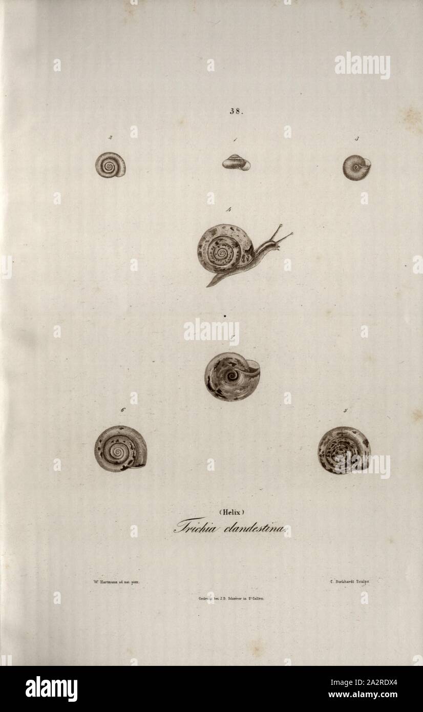 Trichia clandestina Helix, Snail species, Signed: W. Hartmann ad nat., pinx, S. Bühlmeyer Sculps, Printed by J. B. Scherrer, 38, after p. 227, Hartmann, Wilhelm (ad. nat. pinx.); Bühlmeier, Salomon (sc.); Scherrer, J. B. (imp.); Scheitlin & Zollikofer (ed.), 1844, Wilhelm Hartmann: Erd- und Süsswasser-Gasteropoden der Schweiz: mit Zugabe einiger merkwürdigen exotischen Arten. St. Gallen: Verlag von Scheitlin und Zollikofer, 1844 Stock Photo