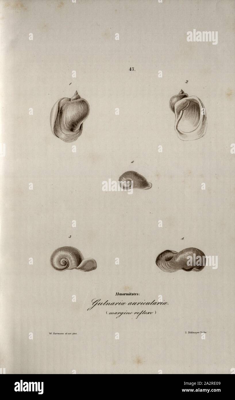 Gulnariae auricularios margin reflex abnormalities, Snail species, Signed: W. Hartmann ad nat., pinx, S. Bühlmeyer Sculps, 47, after p. 227, Hartmann, Wilhelm (ad. nat. pinx.); Bühlmeier, Salomon (sc.); Scheitlin & Zollikofer (ed.), 1844, Wilhelm Hartmann: Erd- und Süsswasser-Gasteropoden der Schweiz: mit Zugabe einiger merkwürdigen exotischen Arten. St. Gallen: Verlag von Scheitlin und Zollikofer, 1844 Stock Photo