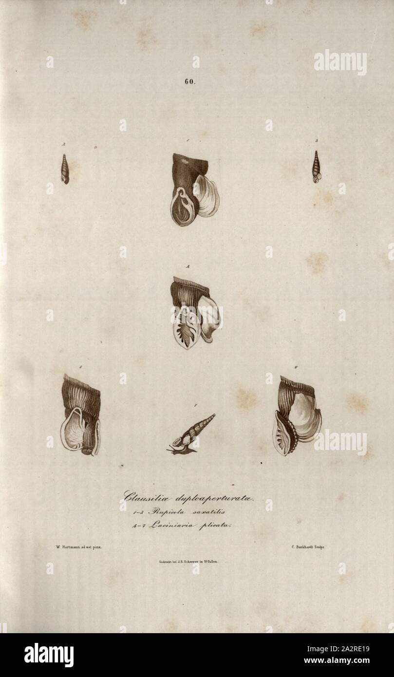 Clausiliae duploaperturatae. Rupicola saxatllls folded 1-3 4-7 Laciniaria, Snail species, Signed: W. Hartmann ad nat., pinx, C. Burkhardt Sculps, Printed by J. B. Scherrer, 60, after p. 227, Hartmann, Wilhelm (ad. nat. pinx.); Burkhardt, Kaspar (sc.); Scherrer, J. B. (imp.); Scheitlin & Zollikofer (ed.), 1844, Wilhelm Hartmann: Erd- und Süsswasser-Gasteropoden der Schweiz: mit Zugabe einiger merkwürdigen exotischen Arten. St. Gallen: Verlag von Scheitlin und Zollikofer, 1844 Stock Photo