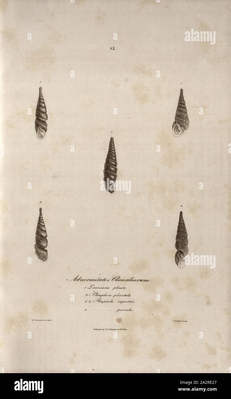 Laciniaria folded abnormalities Clausiliarum 1 2 5 Rupicola small Plicaphora plicatula 3-4 Rupicola rupeatris, Snail species, Signed: W. Hartmann ad nat., pinx, C. Burkhardt Sculps, Printed by J. B. Scherrer, 83, after p. 227, Hartmann, Wilhelm (ad. nat. pinx.); Burkhardt, Kaspar (sc.); Scherrer, J. B. (imp.); Scheitlin & Zollikofer (ed.), 1844, Wilhelm Hartmann: Erd- und Süsswasser-Gasteropoden der Schweiz: mit Zugabe einiger merkwürdigen exotischen Arten. St. Gallen: Verlag von Scheitlin und Zollikofer, 1844 Stock Photo