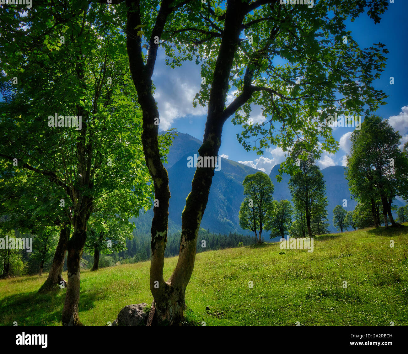 AT - TYROL: Maple trees in the Eng (Grosser Ahornboden) Stock Photo