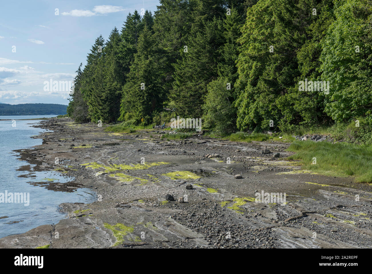 The shoreline along Baynes Sound, Denman Island, British Columbia